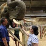 Tanya the elephant accepting a coconut from Priti Patel.