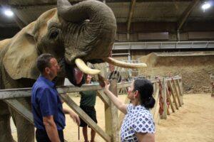 Priti feeds Tanya, the elephant, a coconut during her summer 2022 visit to Colchester Zoo.